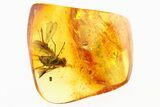 Detailed Fossil Predatory Snipe Fly and Crane Fly In Baltic Amber #307423-1